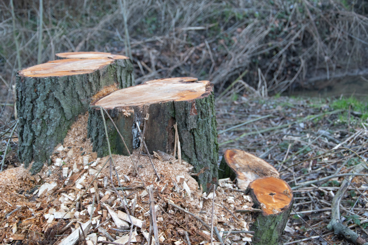 Baum fällen benötige ich eine Genehmigung? Gredler