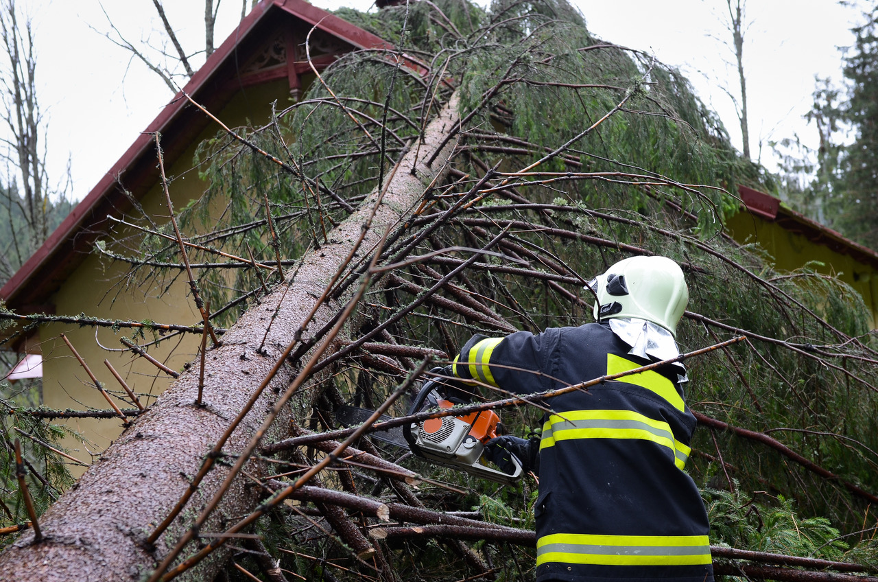 Baum Fällen Sachsen Anhalt